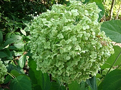 222 Longwood Gardens [2008 August 23]